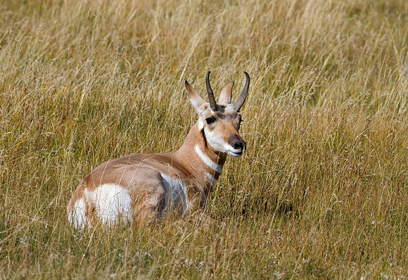Pronghorn Antelope