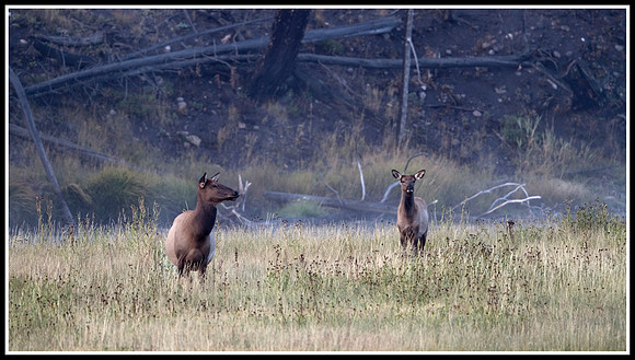 Elk Cow and Calf - Madison River