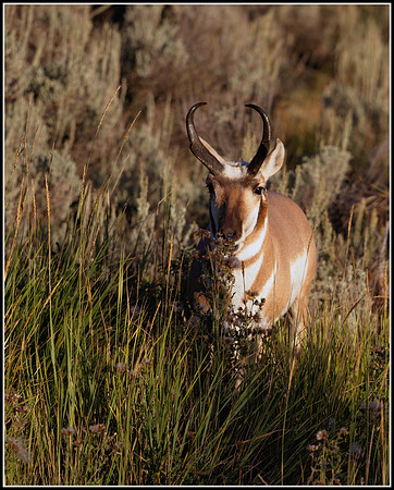 Pronghorn Antelope Buck - Lamar Valley