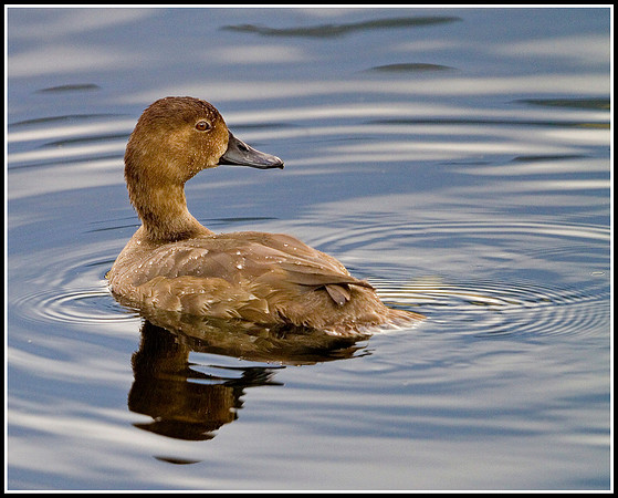 Female Redhead