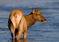 Yellowstone 2014