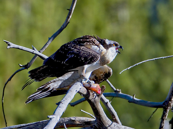 Osprey
