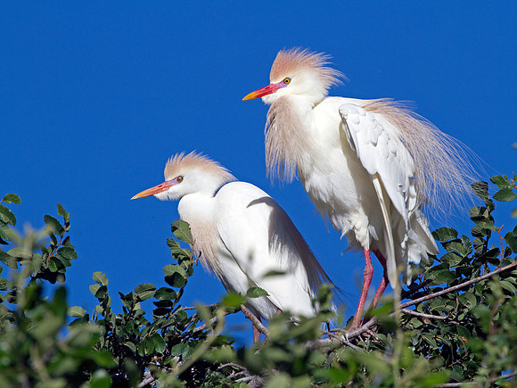 Cattle Egrets