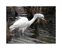 Great Egret