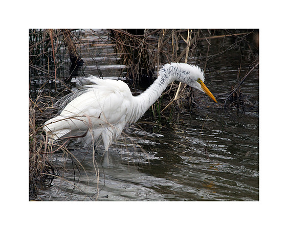 Great Egret