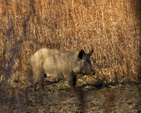 Wild Hog Sow
