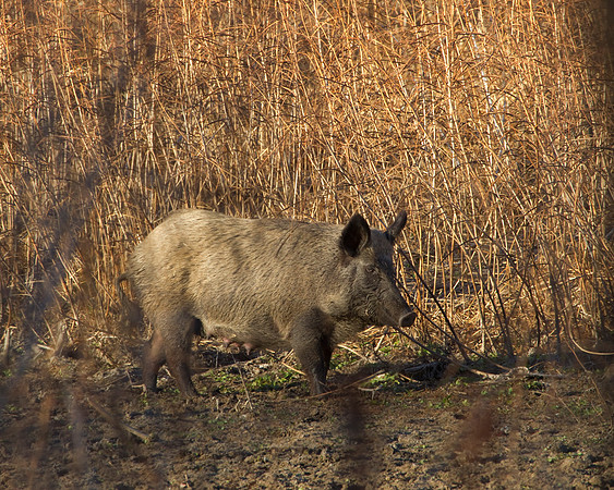 Wild Hog Sow