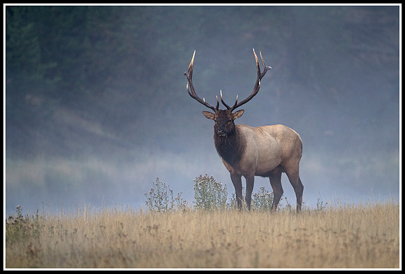 Bull Elk - Madison River
