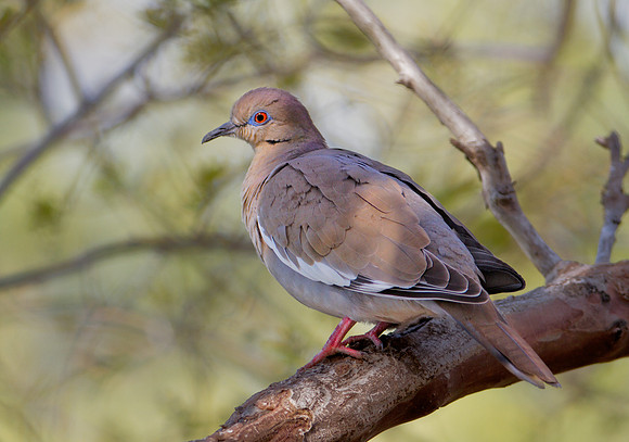 White Wing Dove