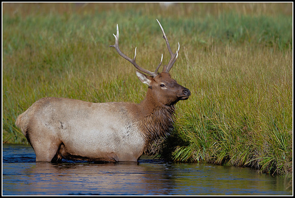 Bull Elk - Madison River