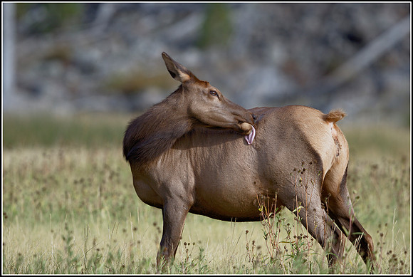 Cow Elk - Madison River