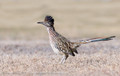 Roadrunners