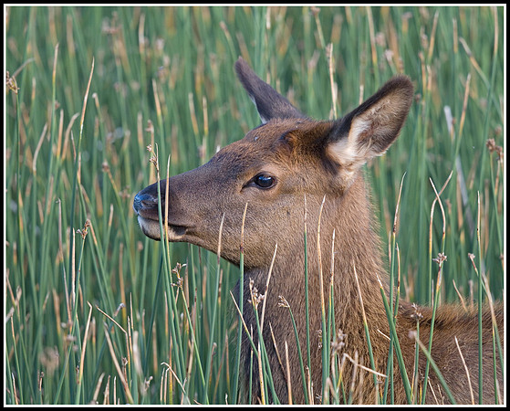 Elk Calf - Madison River