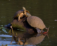 Turtles