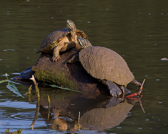Turtles