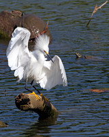 Snowy Egret