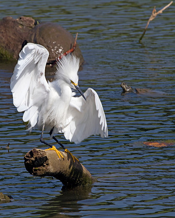 Snowy Egret