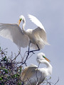 Dallas Rookery