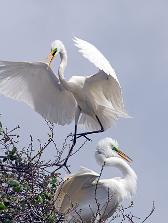 Great Egret Mated Pair