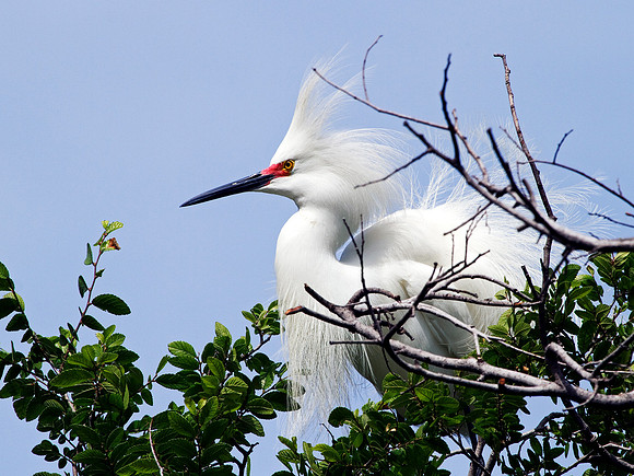 Snowy Egret