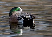 American Widgeon Drake
