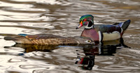 Wood Duck Pair - Mating Ritual