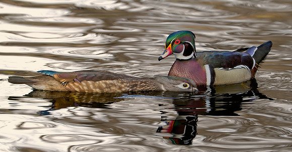 Wood Duck Pair - Mating Ritual