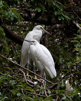 Juvenile Snowy Egrets