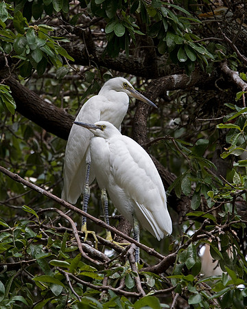 Juvenile Snowy Egrets