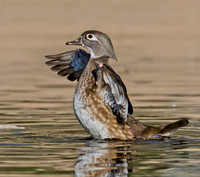Wood Duck Hen