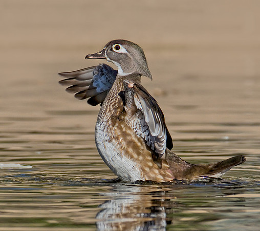 Wood Duck Hen