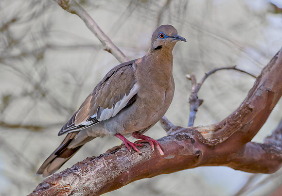 White Win Dove
