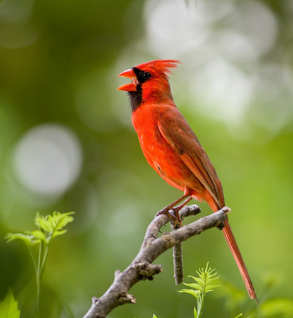 Male Cardinal