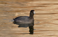 American Coot