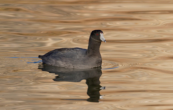 American Coot