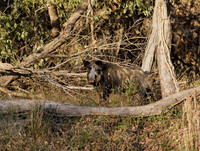 Wild hog at the Fort Worth Nature Center