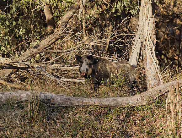 Wild hog at the Fort Worth Nature Center