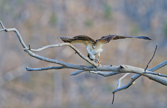Juvenile Osprey along Yellowstone's Madison River