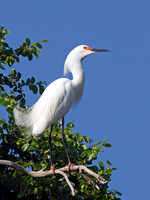 Snowy Egret