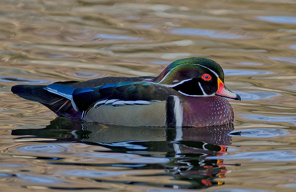 Wood Duck Drake