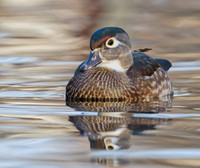 Wood Duck Hen