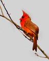 Miscellaneous Birds