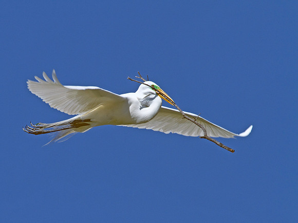 Great Egret with nest building material