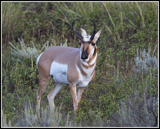 Pronghorn Antelope Buck - Lamar Valley
