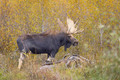 Yellowstone 2026