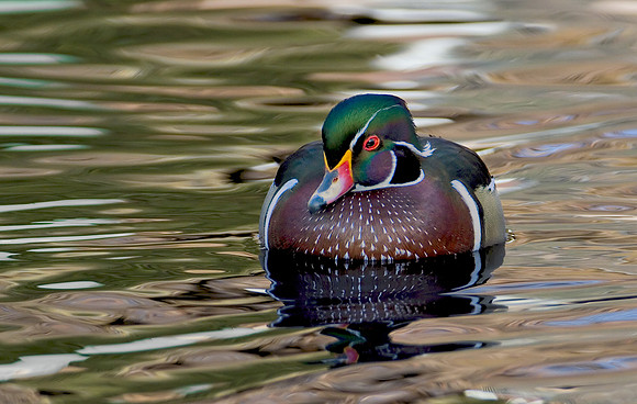 Wood Duck Drake