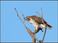 Hawks