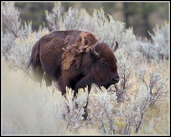 Bison Cow - Lamar Valley