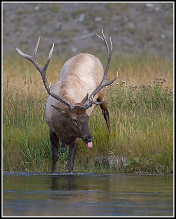 Bull Elk - Madison River