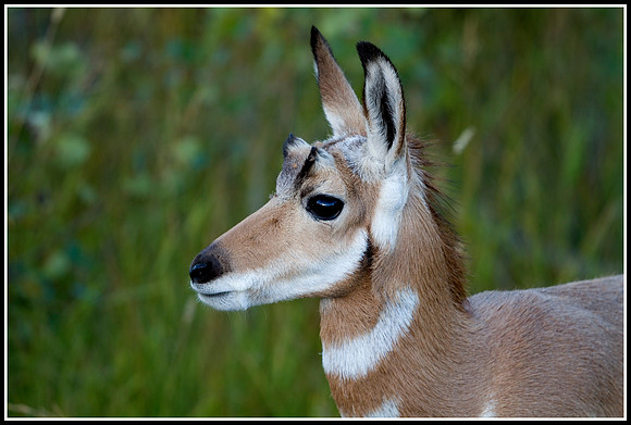 Pronghorn Antelope Fawn - Lamar Valley